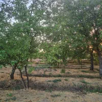 باغ گردو استان قزوین شهرک ضیاباد ۱۱۰۰ متر|فروش دفتر صنعتی، کشاورزی، تجاری|ضیاء آباد, |دیوار