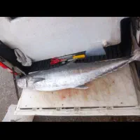 ماهی شیر و چنگو بوشهری