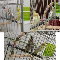 عروس هلندی