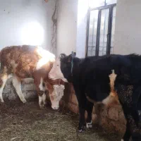 دوعددگاویا گوساله نر سمیتال