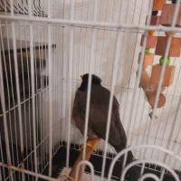 مرغ مینا سخنگو رخ به رخ به شرط|پرنده|تهران, مشیریه|دیوار