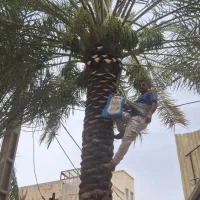 تمیز کردن تنه درخت