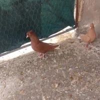 فروش کبوتر
