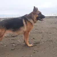 سگ ژرمن ماده دوساله|سگ|رشت, پل تالشان|دیوار