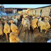 گوسفند پر گوشت تجریش نیاوران ازگل فرمانیه در زنده|حیوانات مزرعه|تهران, تهرانپارس غربی|دیوار