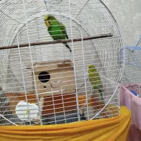 پرنده مرغ عشق|پرنده|چهاردانگه (تهران), |دیوار