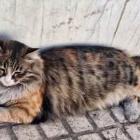 گربه خانگی