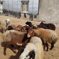 گوسفند بره قوچ