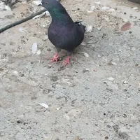 کبوتر گرفتنی
