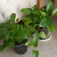 گل طبیعی پتوس