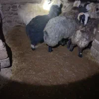 بره نر ۱۰ راس ،مرغوب،|حیوانات مزرعه|فرخ‌شهر, |دیوار