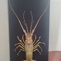 تابلو|تابلو، نقاشی، عکس|چابهار, |دیوار