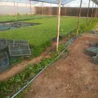 نیازمندکارگر ساده سن زیر 25 سال کار در گلخانه