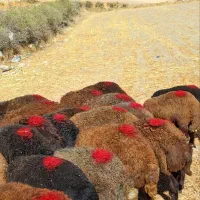 20 راس بره نر پای پرواری
