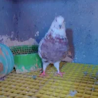 ۴اکبوتر صید پرشی به شرط|پرنده|بجنورد, |دیوار