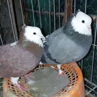 کبوتر|پرنده|عنبرآباد, |دیوار