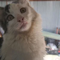 بچه گربه دیش ۴ماهه