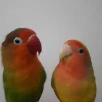 طوطی کوتوله سخنگو رام و دستی