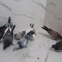 کبوتر جوجه عالی|پرنده|قرچک, پارک جنگلی|دیوار