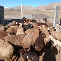 تعداد 20میش وبره ،گوسفند بره دار