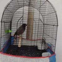 یک عدد مرغ مینا نر 4 ماه دستی