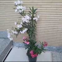 زاموفیلیا ، سانسوریا و چند گل دیگه