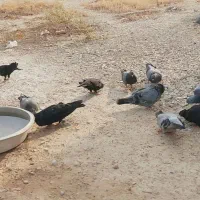 کبوتر سیاه درج یک وسبز آبدانی درجه یک