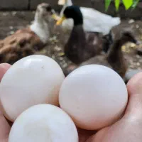 اردگ تخم گذار درشت