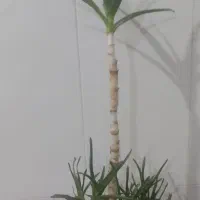 گل و گیاه|گل و گیاه طبیعی|اصفهان, شاهد|دیوار