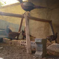 مرغ وخروس ۲ساله دراهر