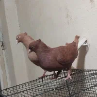 دو جفت دم سفید