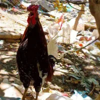 خروس چهل جیل ریشی کاکلی|پرنده|اصفهان, جاوان|دیوار