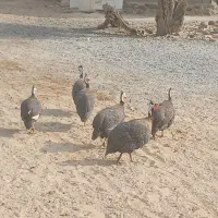 بوقلمون شاخدار قوغاز