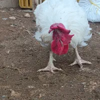 مرغ مادر|حیوانات مزرعه|اشنویه, |دیوار