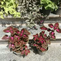 گل وگیاه زیباه وارزان