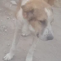 واگذاری سگ عراقی