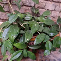 گل آپارتمانی ۱۵۰تومان|گل و گیاه طبیعی|میاندوآب, |دیوار