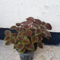 گل حسن یوسف و دیفن باخیا|گل و گیاه طبیعی|مرودشت, ژیان|دیوار