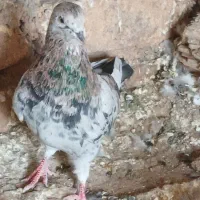 هفت رنگ پرشی چندتا طوقی|پرنده|رامند, |دیوار