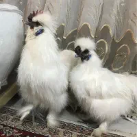 خروس ابریشمی