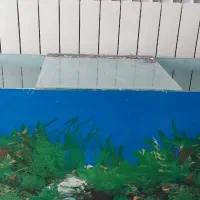 آکواریم و وسایل همراه با ماهی|ماهی|یزد, |دیوار