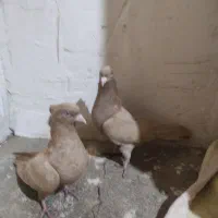 کفتر|پرنده|کنگاور, |دیوار