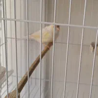 قناری نر سرخ و موزاییکی|پرنده|بیرجند, |دیوار
