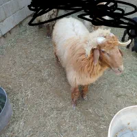 شادگان الفلاحیه