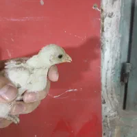 سبرایت
