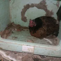 مرغ تخمگذار