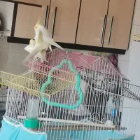 یک جفت عروس لوتینو|پرنده|قائم‌شهر, |دیوار