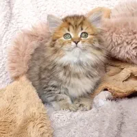 گربه بریتیش گلد لانگ هیر خرسی د