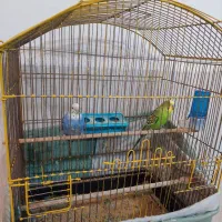 مرغ عشق با لوازم کامل