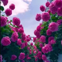 خط همراه اول ۰۹۱۷۷۹۱